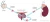 Prostaat androgene hormonen