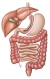 Gastric sleeve